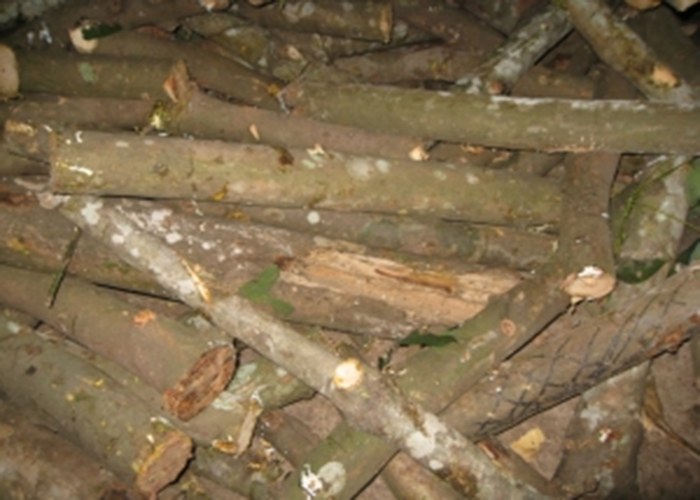 Củi cao su đòn Thanh Lương Phúc